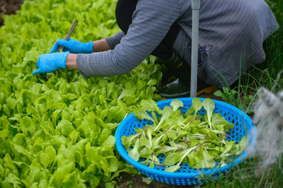 Người tư vấn tại cửa hàng